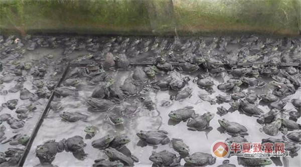 牛蛙养殖加盟